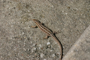 Zauneidechse