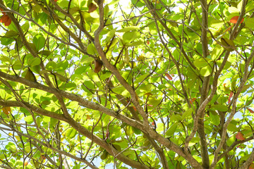 tree branch with leaves. green nature background