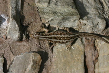 Zauneidechse