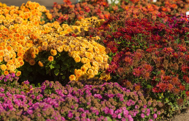 Obraz premium Chrysanthemums bloomed in the botanical garden in autumn