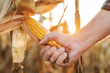 Fotobehang Maize farmer picking ripe ear of corn © Bits and Splits