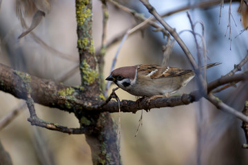 closeup of a sparrow on a wooden table against a grey background