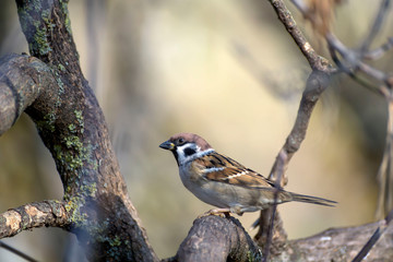closeup of a sparrow on a wooden table against a grey background