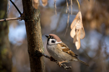 closeup of a sparrow on a wooden table against a grey background