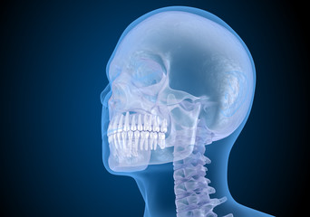 Human head in xray view. Medically accurate 3D illustration