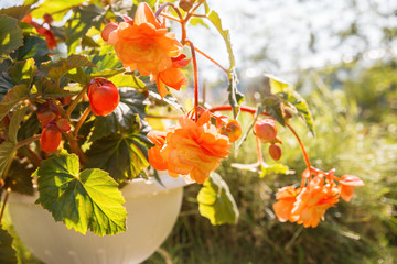 Blooming orange begonia