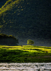 One tree lonely in big mountain