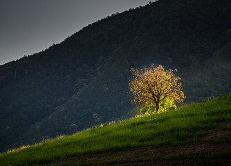 One tree beatuful light on mountain