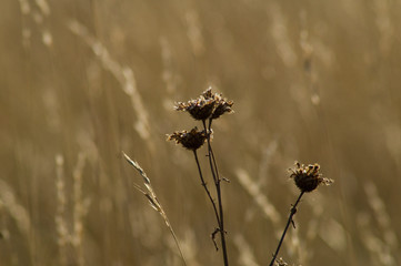 Pflanzen im Herbst