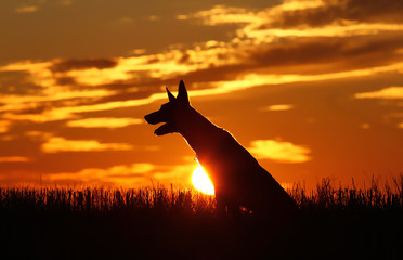 Dog on the background of incredible sunset, beautiful sunset,, Belgian Shepherd Malinois