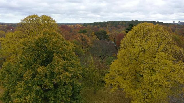Aerial view of trees in atumn colors