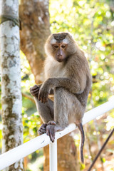 Monkey