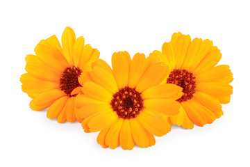 Calendula. Marigold flower isolated on white background