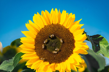 Sunflower with six bees and a bumblebee on the flower basket