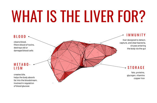 Liver facts low poly wireframe banner template
