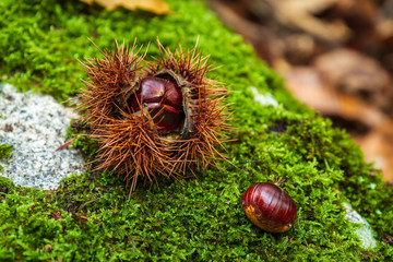 Castañas sobre mugo y roca