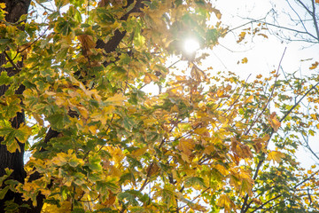yellow leaves of a tree