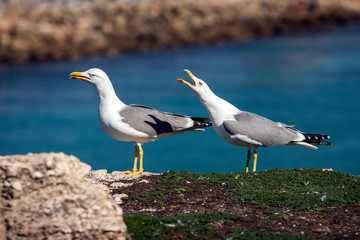 Fototapeta na wymiar Dos gaviotas en la Isla de Las Palomas en Tarifa, Cádiz, Andalucía, España