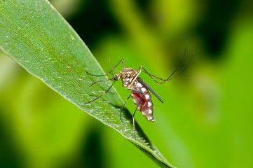 Fototapeta na wymiar Close up shot of a mosquito on a leaf
