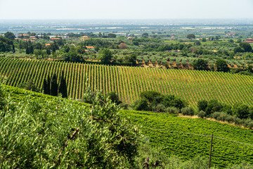 Fototapeta na wymiar Rural landscape near Velletri at summer