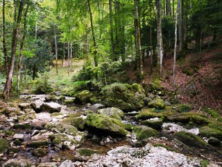 Rivière en forêt