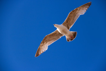 seagull in flight