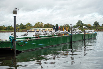 Seagulls perch along the edge of a boat on The River Thames at Windsor in The UK.