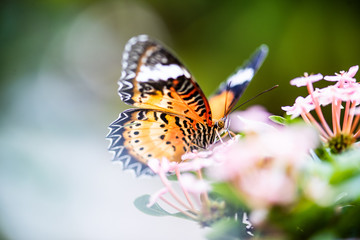 butterfly on flower