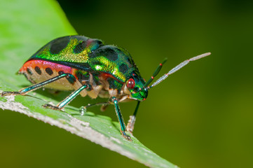 Jewel bug on a leaf with simple background