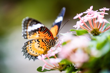 butterfly on flower