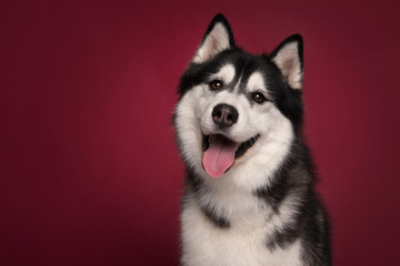 Portrait of a siberian husky looking at the camera with mouth open on a burgundy red background