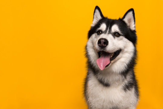 Portrait of a siberian husky looking at the camera with mouth open on a yellow background