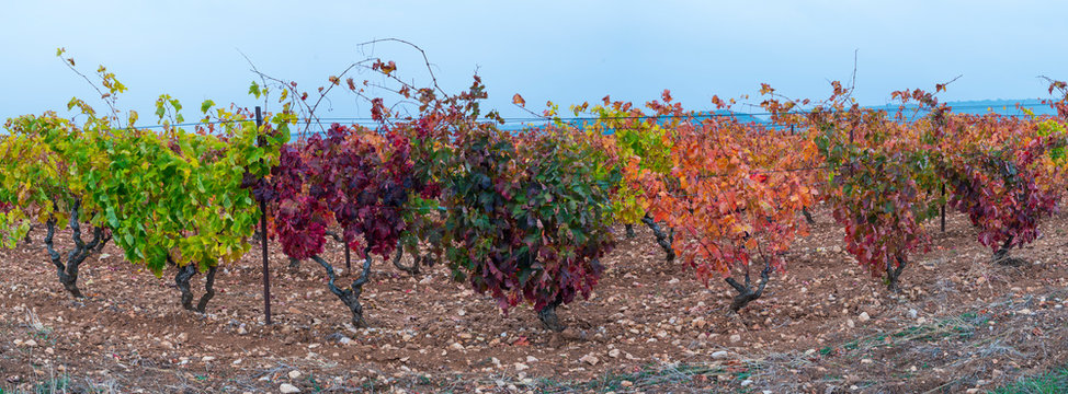 Vineyard, Peci&ntilde;a, La Rioja, Spain, Europe