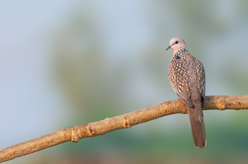 Spotted dove looking back sitting on a tree trunk