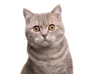 Naklejka premium Portret całkiem srebrny pręgowany kot brytyjski krótkowłosy patrząc w kamerę na białym tle na białym tle