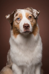 Portrait of a cute australian shepherd dog with on a brown background in a vertical image