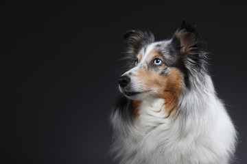 Sheltie