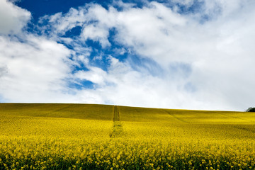 Fototapeta premium The rape chain with some special clouds