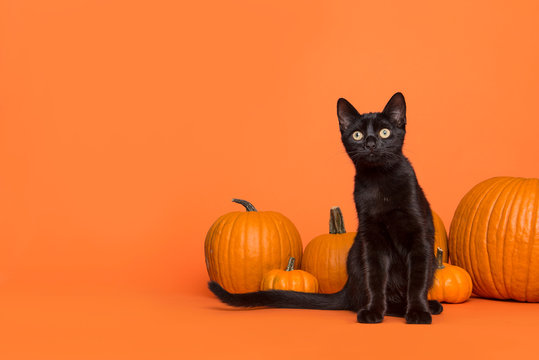 Pretty black cat between orange pumpkins on an orange background