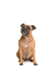 Cute Stafford Terrier looking up over its shoulder sitting isolated on a white background in a vertical image