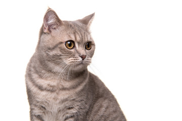Portrait of a pretty silver tabby british shorthair cat looking away to the side isolated on a white background