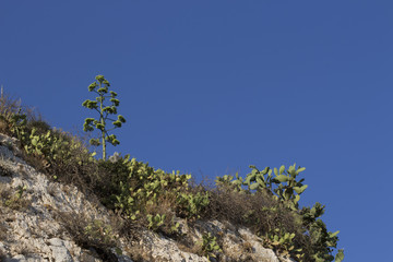 Agave trees on hills of Athens, Greece