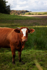 A cow