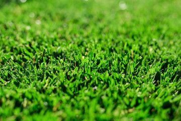 Naklejka premium Close up green fresh grass. Perfectly green fresh cut mowed garden lawn for sports, golf field in summer. Lawn, carpet, natural green trimmed grass field.