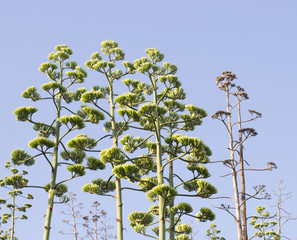 Agave trees on hills of Athens, Greece