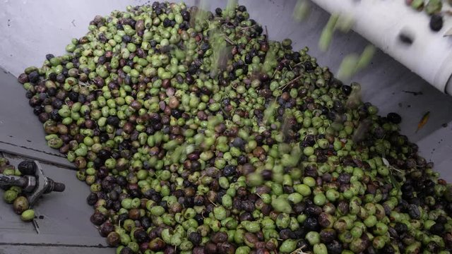 Looking into a vat of olives being prepared to be crushed into olive oil at the production plant.