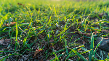 green grass with sunbeams close-up