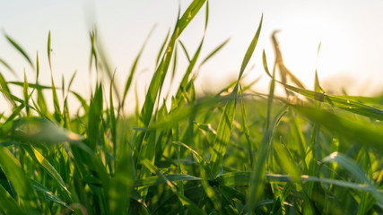green grass with sunbeams close-up