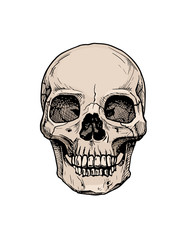 Human skull with a lower jaw.