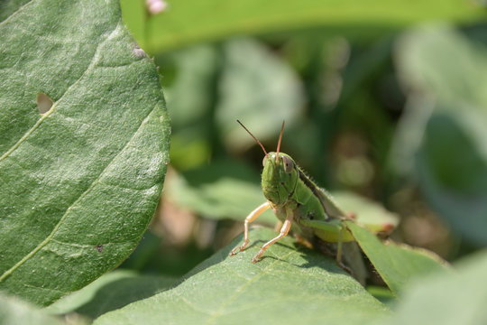 Oxya yezoensis. Referred to in Japanese as kobane-inago, it is a popular species of food insect.